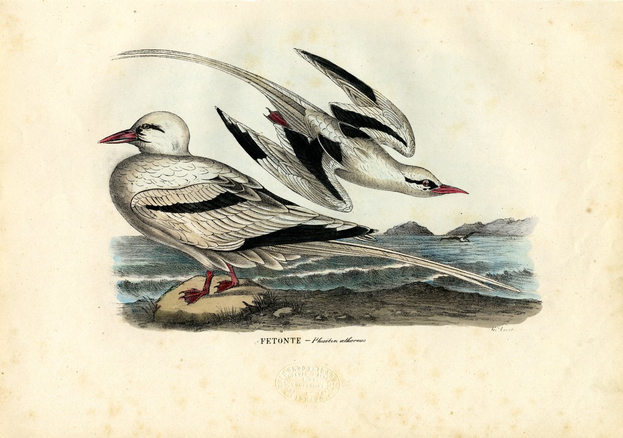 Rotbürzel-Tropikvogel, 1863-79 von Raimundo Petraroja