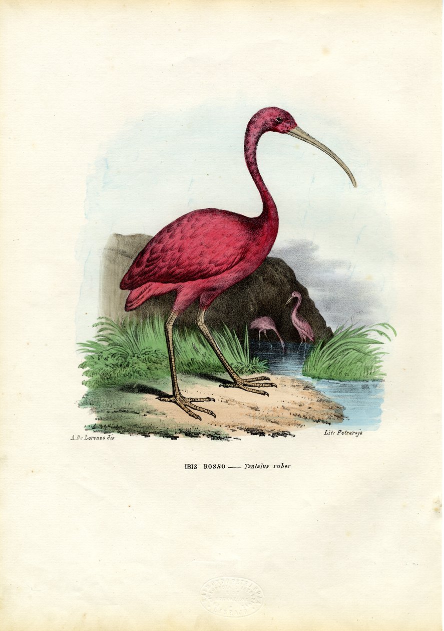 Scharlachsichler, 1863-79 von Raimundo Petraroja