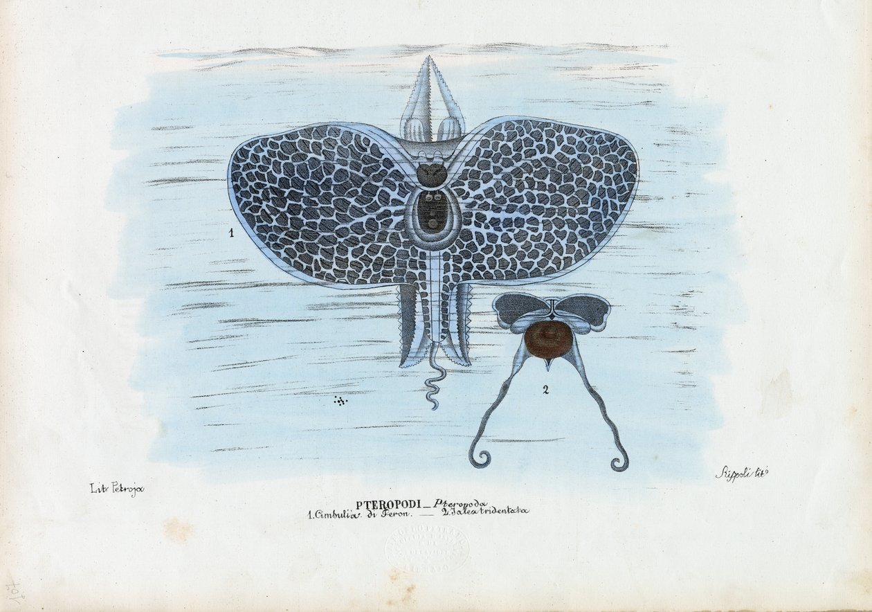 Seeschmetterlinge, 1863-79 von Raimundo Petraroja