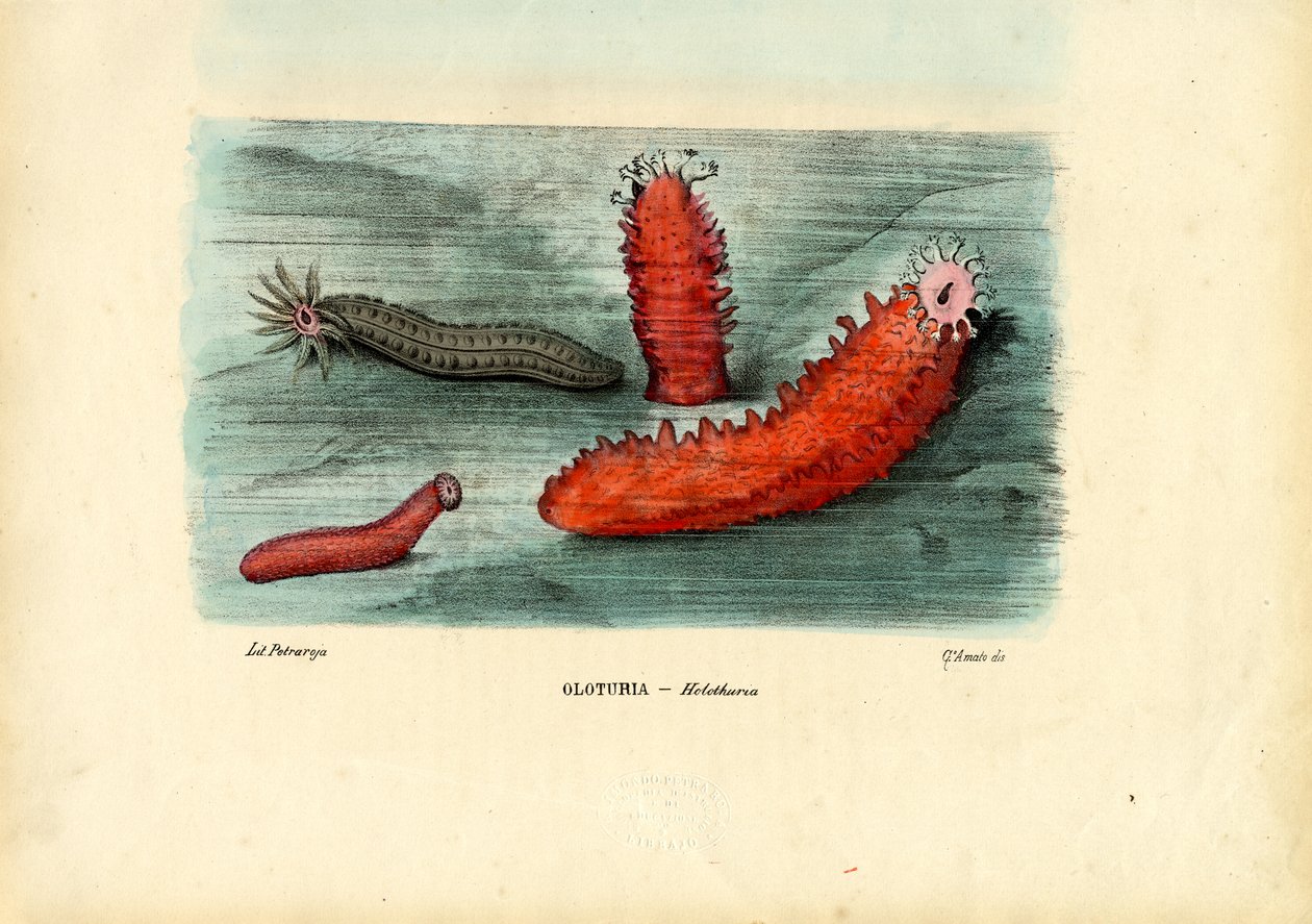 Seegurke, 1863-79 von Raimundo Petraroja