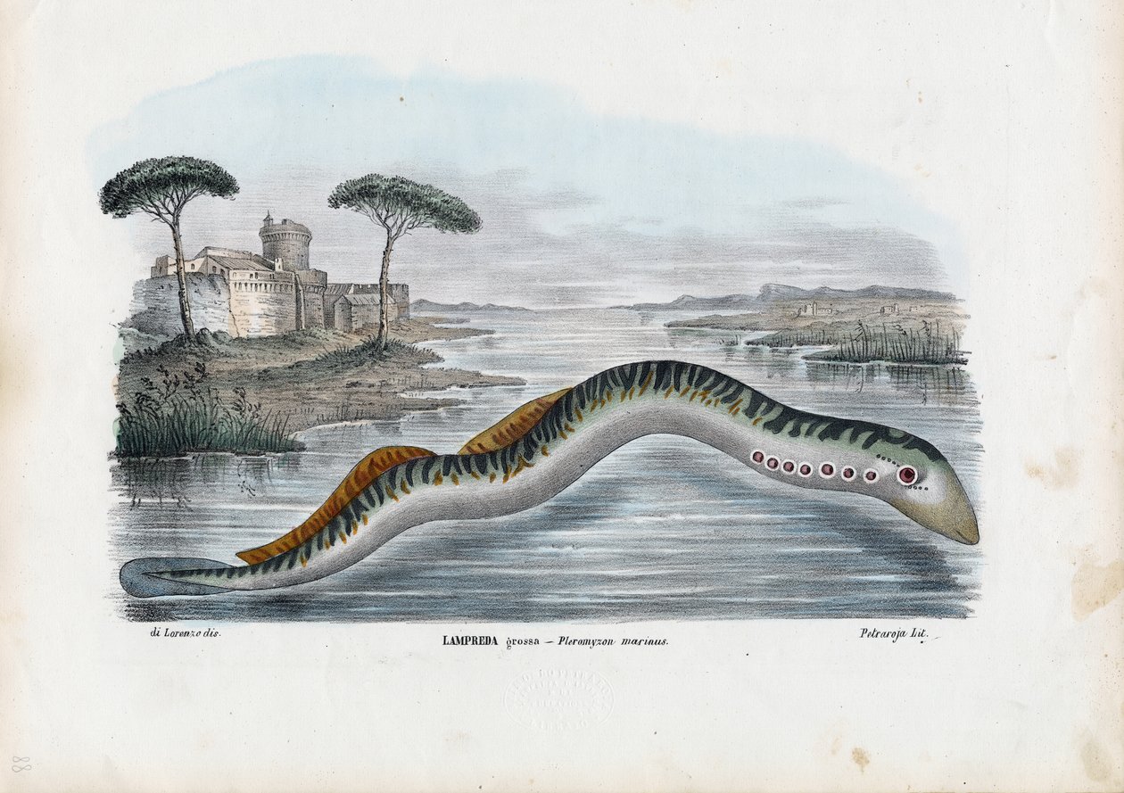 Meerneunauge, 1863-79 von Raimundo Petraroja
