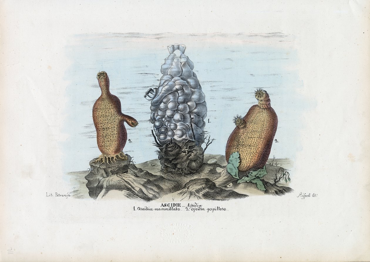 Seescheiden, 1863-79 von Raimundo Petraroja