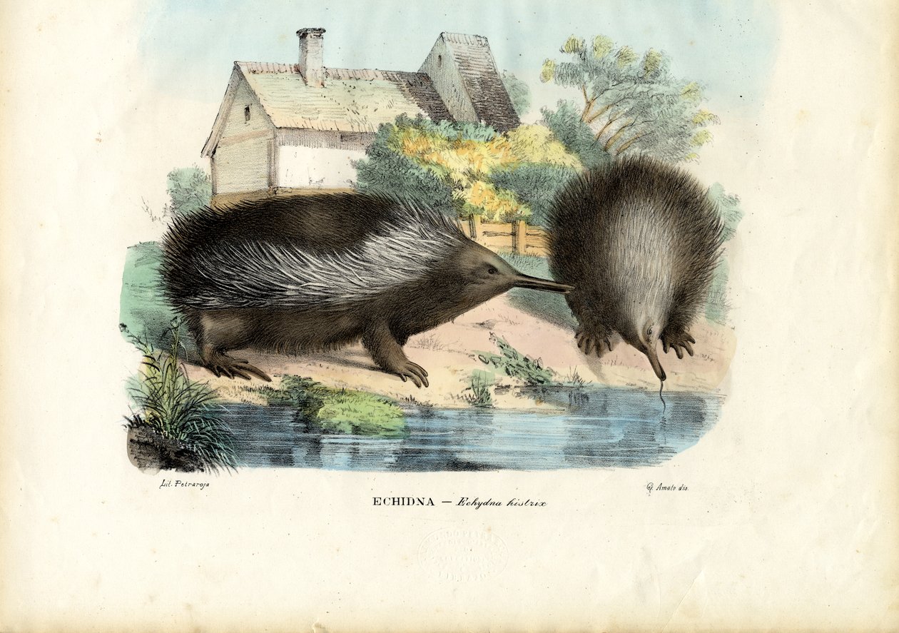 Kurzschnabeligel, 1863-79 von Raimundo Petraroja