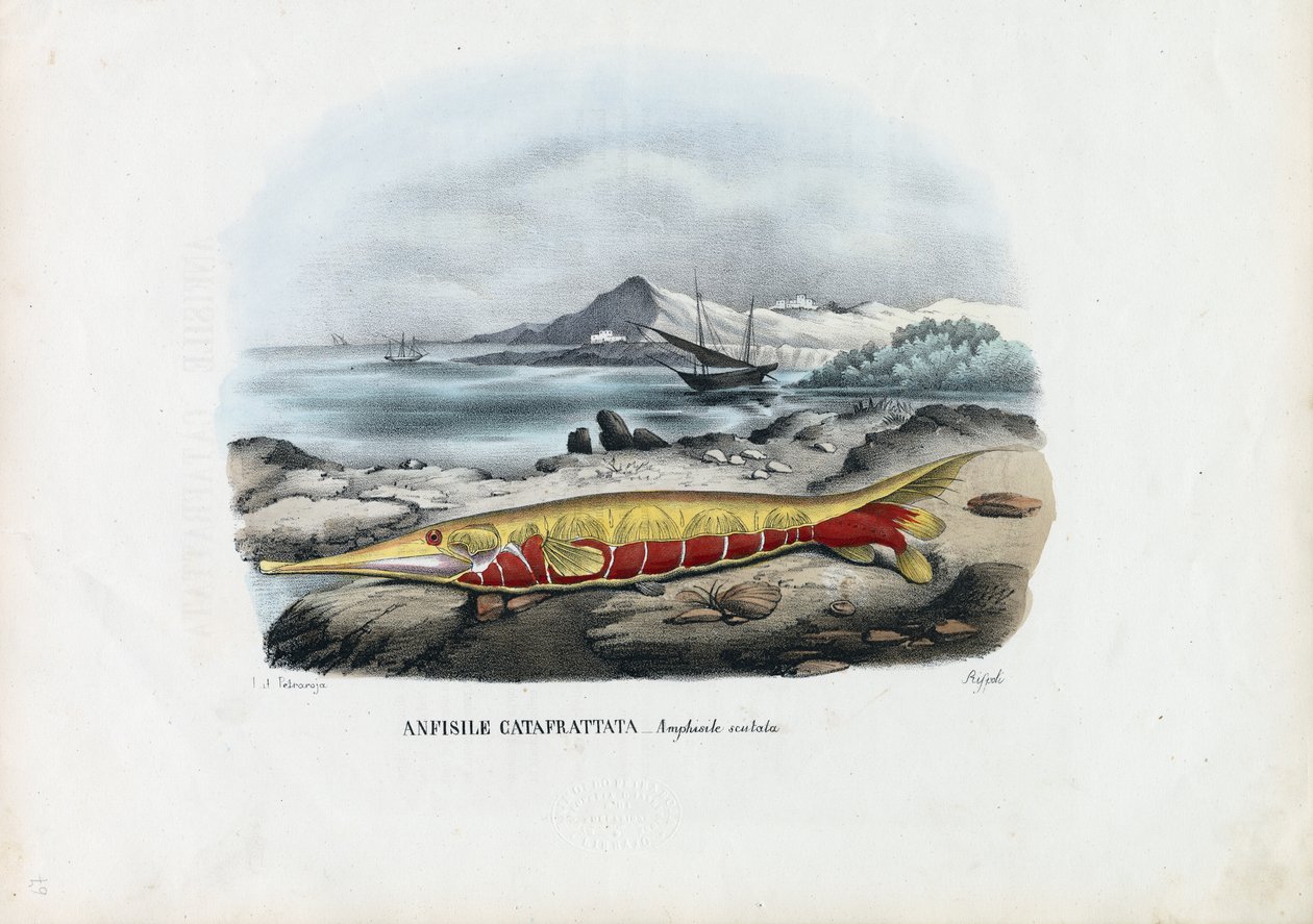 Schrimpsfisch, 1863-79 von Raimundo Petraroja