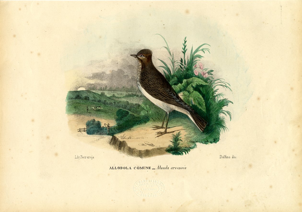 Feldlerche, 1863-79 von Raimundo Petraroja