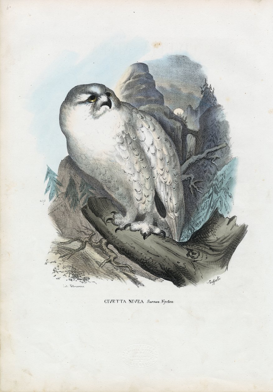 Schneeeule, 1863-79 von Raimundo Petraroja