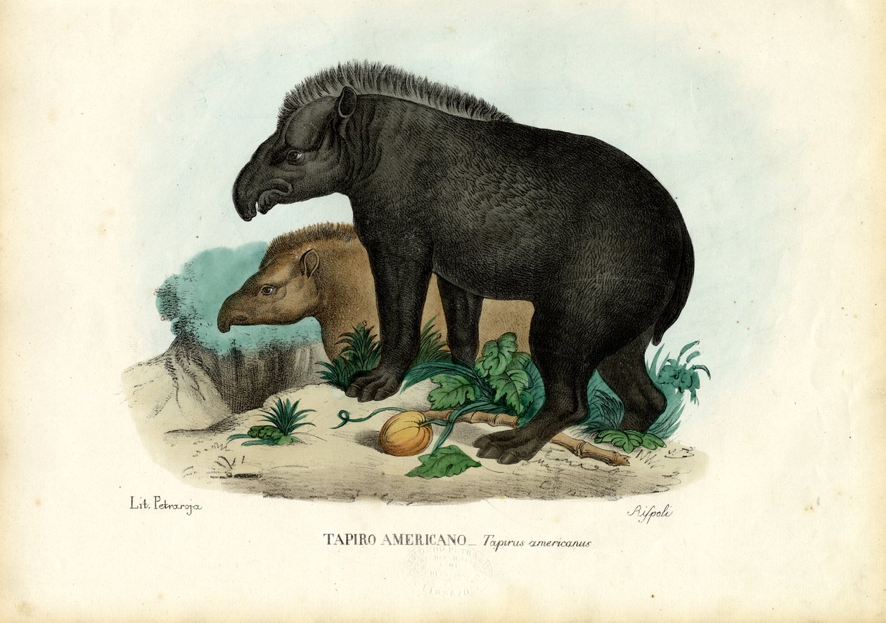 Südamerikanischer Tapir, 1863-79 von Raimundo Petraroja