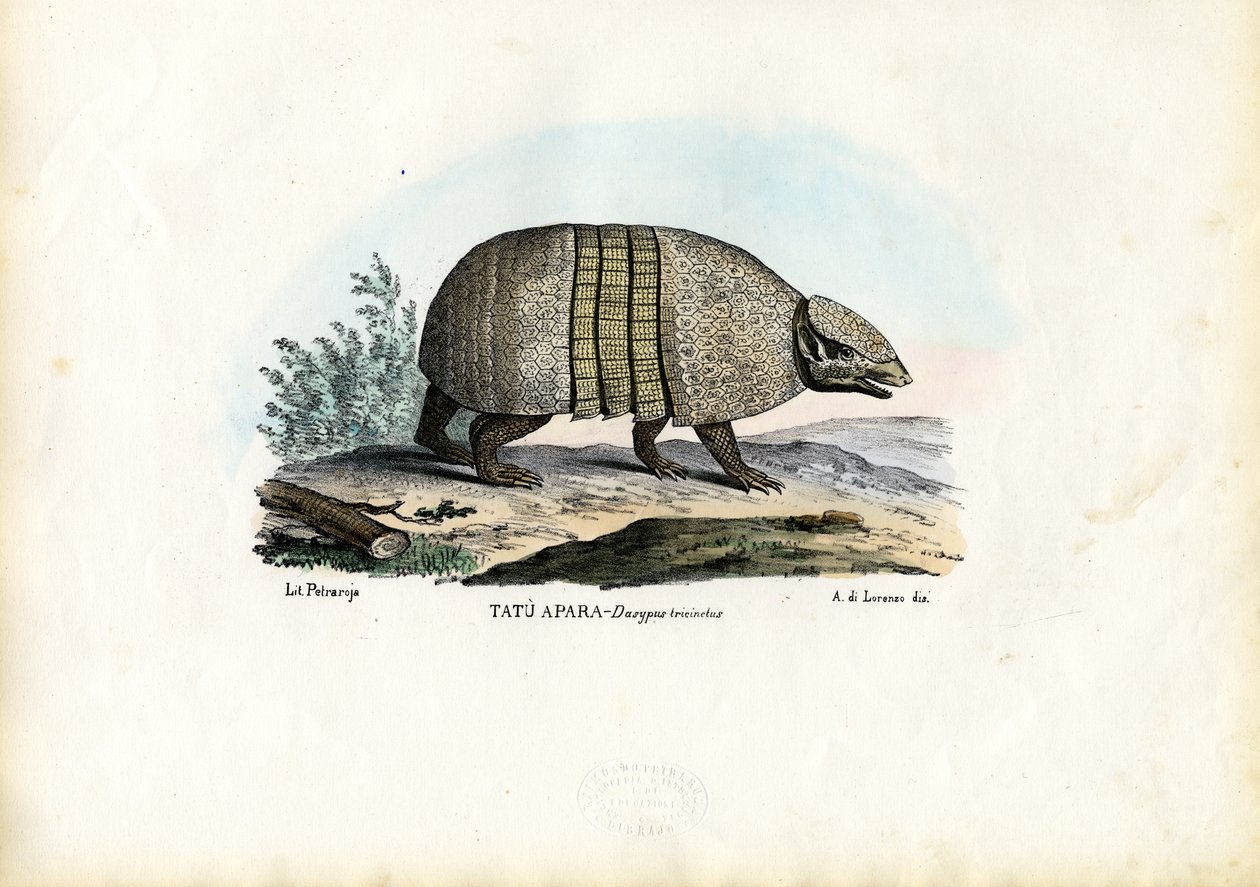 Südliches Drei-Gürtel-Gürteltier, 1863-79 von Raimundo Petraroja