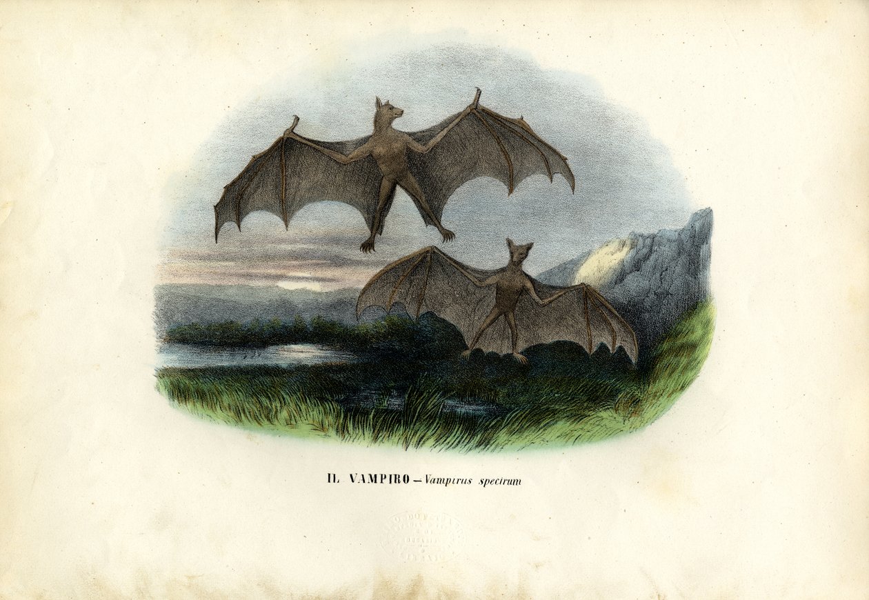 Spektralfledermaus, 1863-79 von Raimundo Petraroja