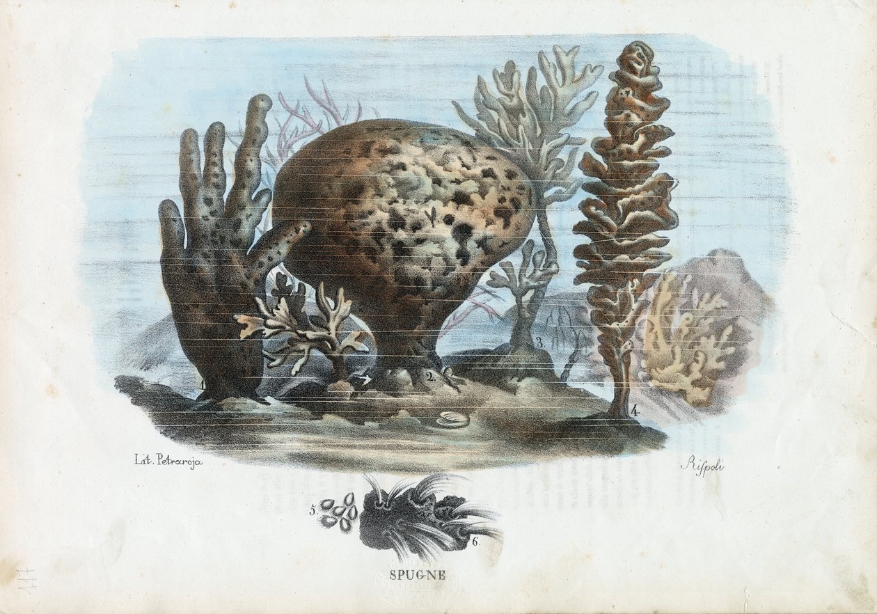 Schwämme, 1863-79 von Raimundo Petraroja