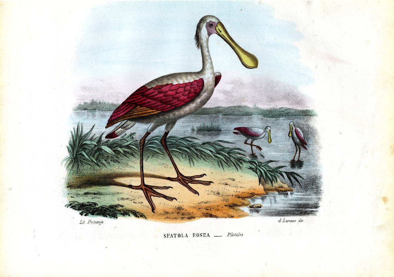 Löffler, 1863-79 von Raimundo Petraroja