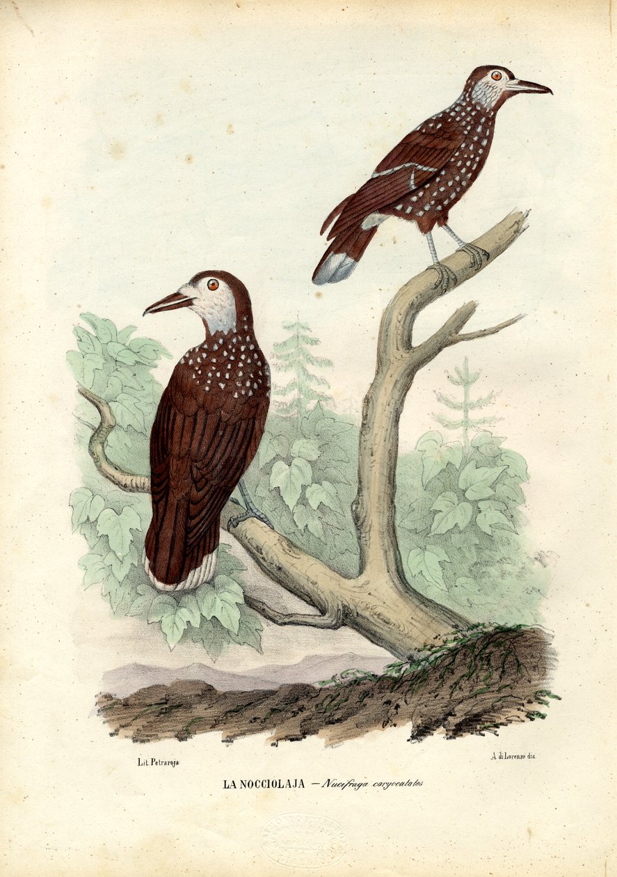Tannenhäher, 1863-79 von Raimundo Petraroja