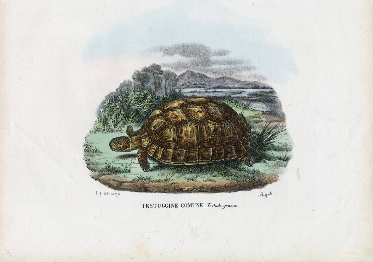 Spornschildkröte, 1863-79 von Raimundo Petraroja