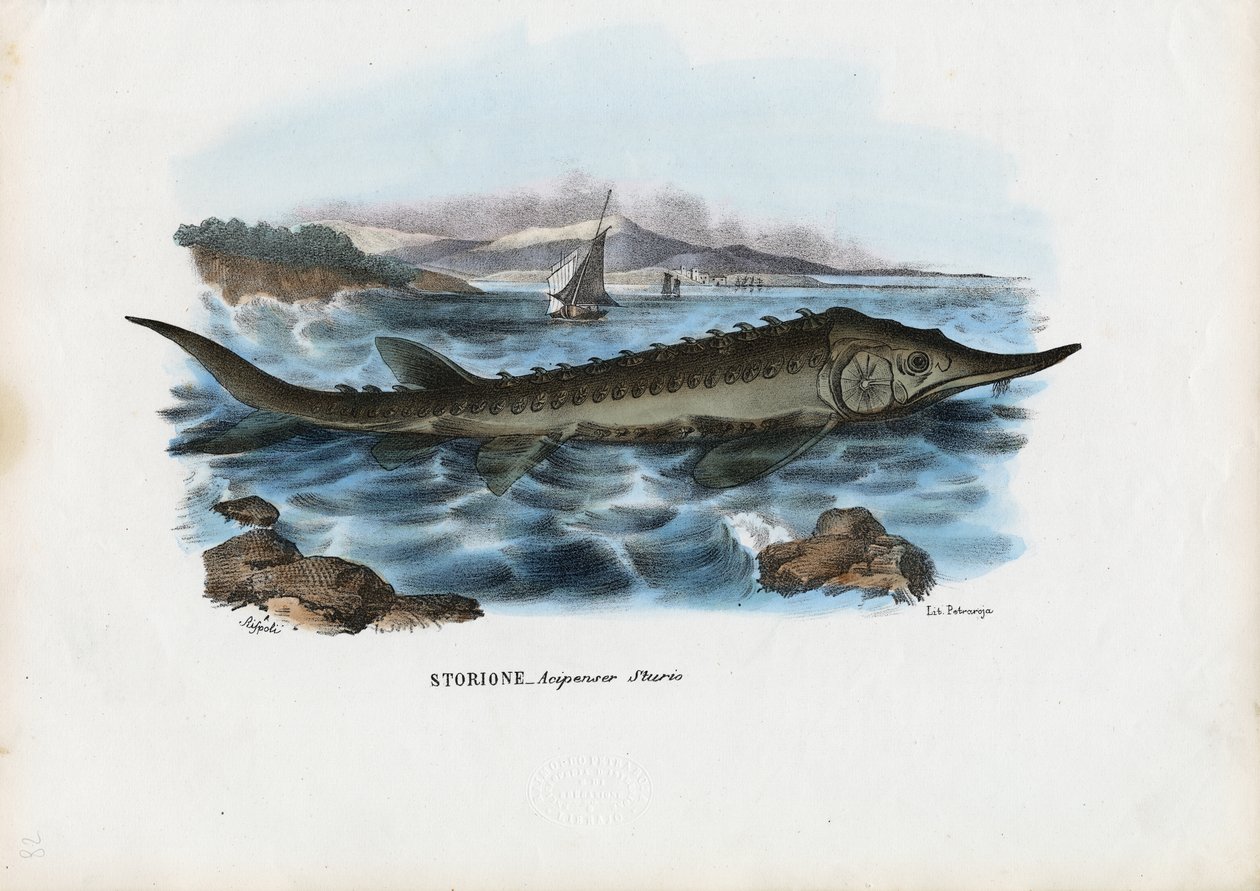Stör, 1863-79 von Raimundo Petraroja