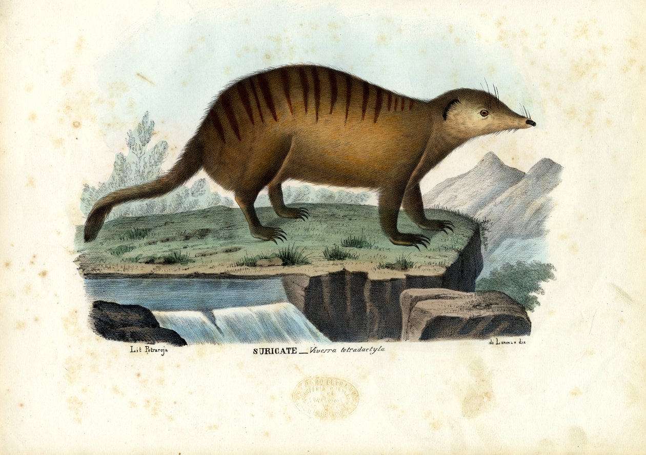 Erdmännchen, 1863-79 von Raimundo Petraroja