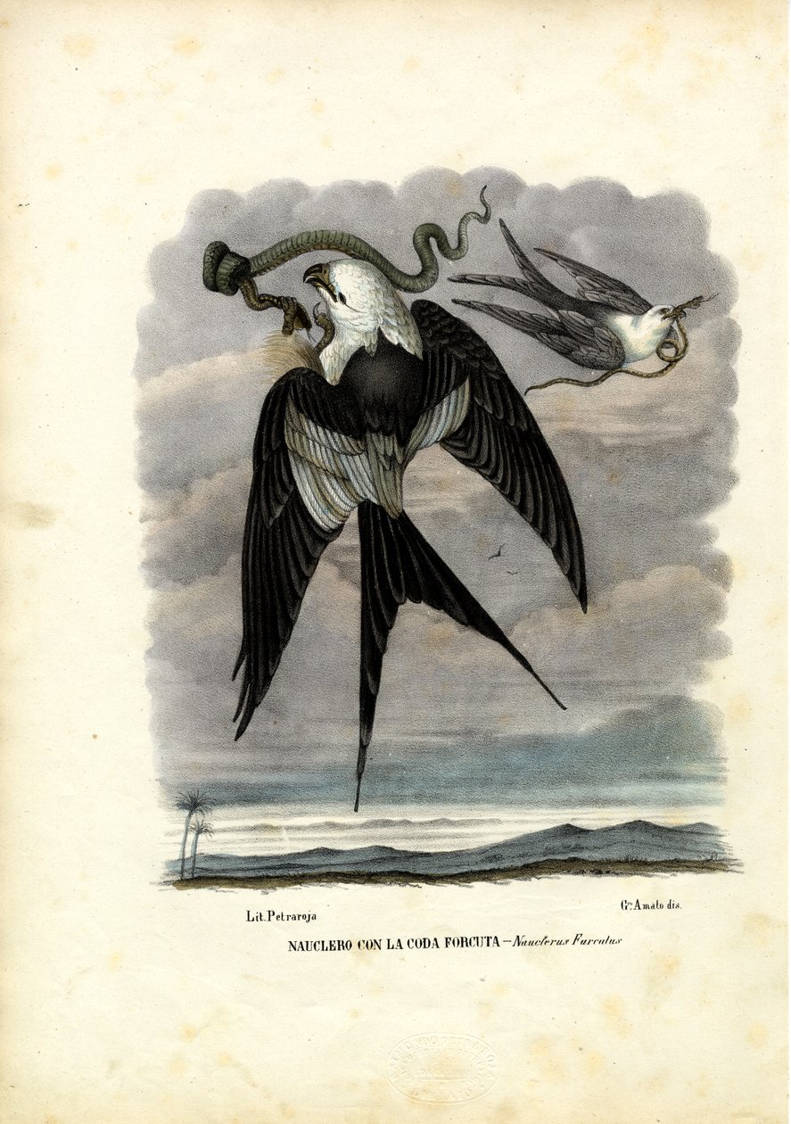 Schwalbenschwanz-Kite, 1863-79 von Raimundo Petraroja