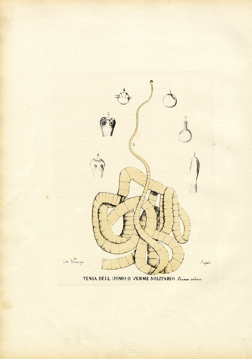 Bandwurm, 1863-79 von Raimundo Petraroja