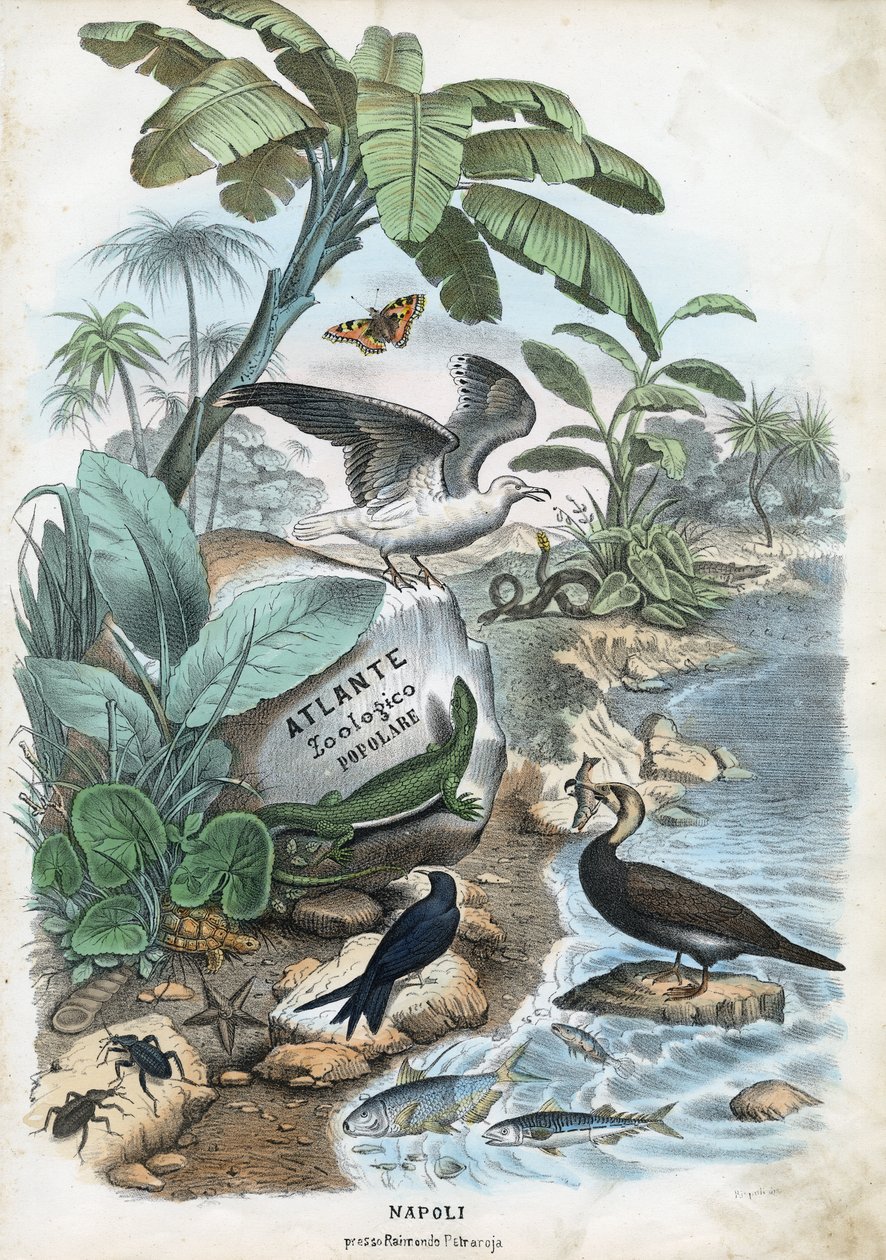 Titelseite, 1863-79 von Raimundo Petraroja