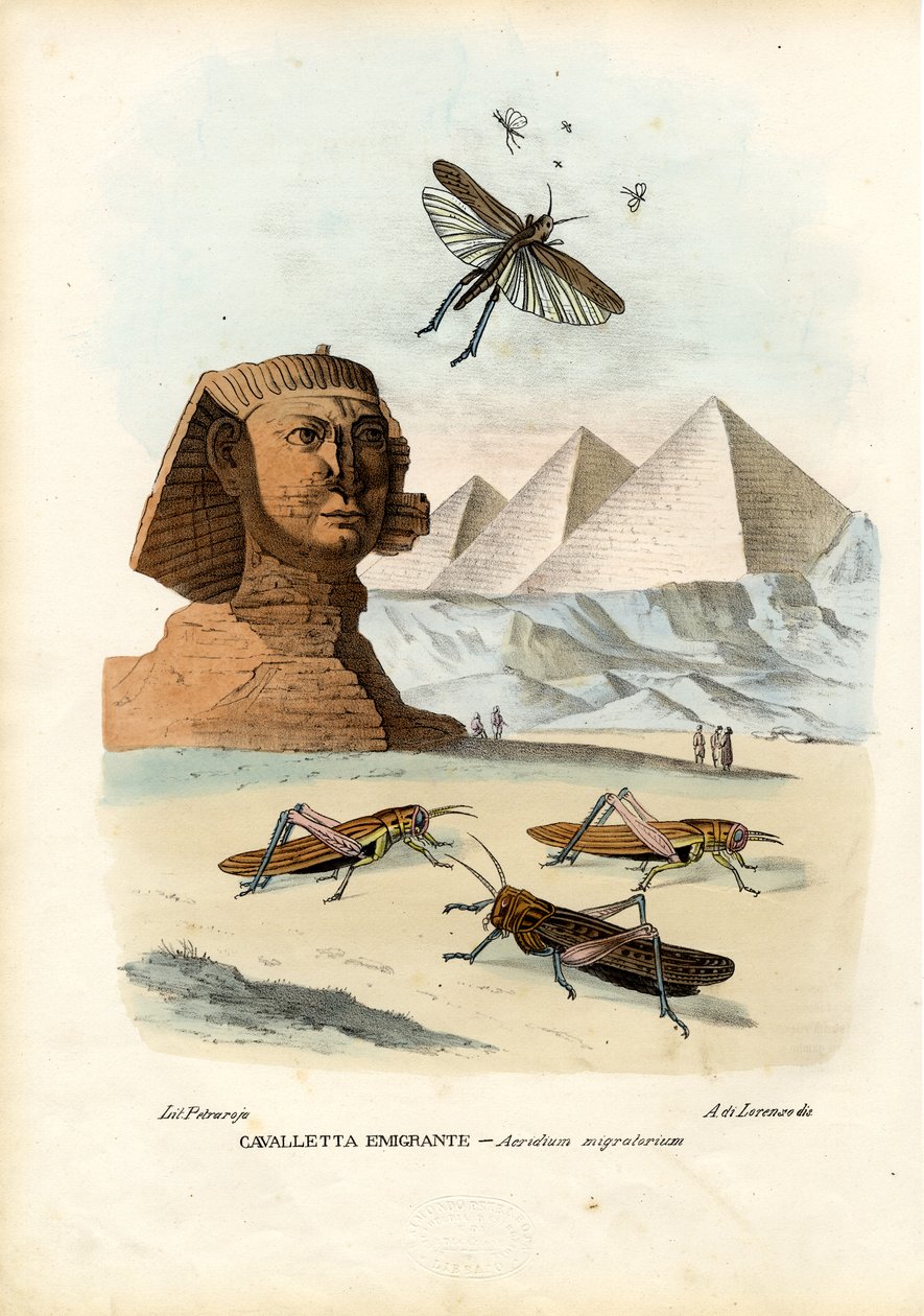 Echte Grillen, 1863-79 von Raimundo Petraroja