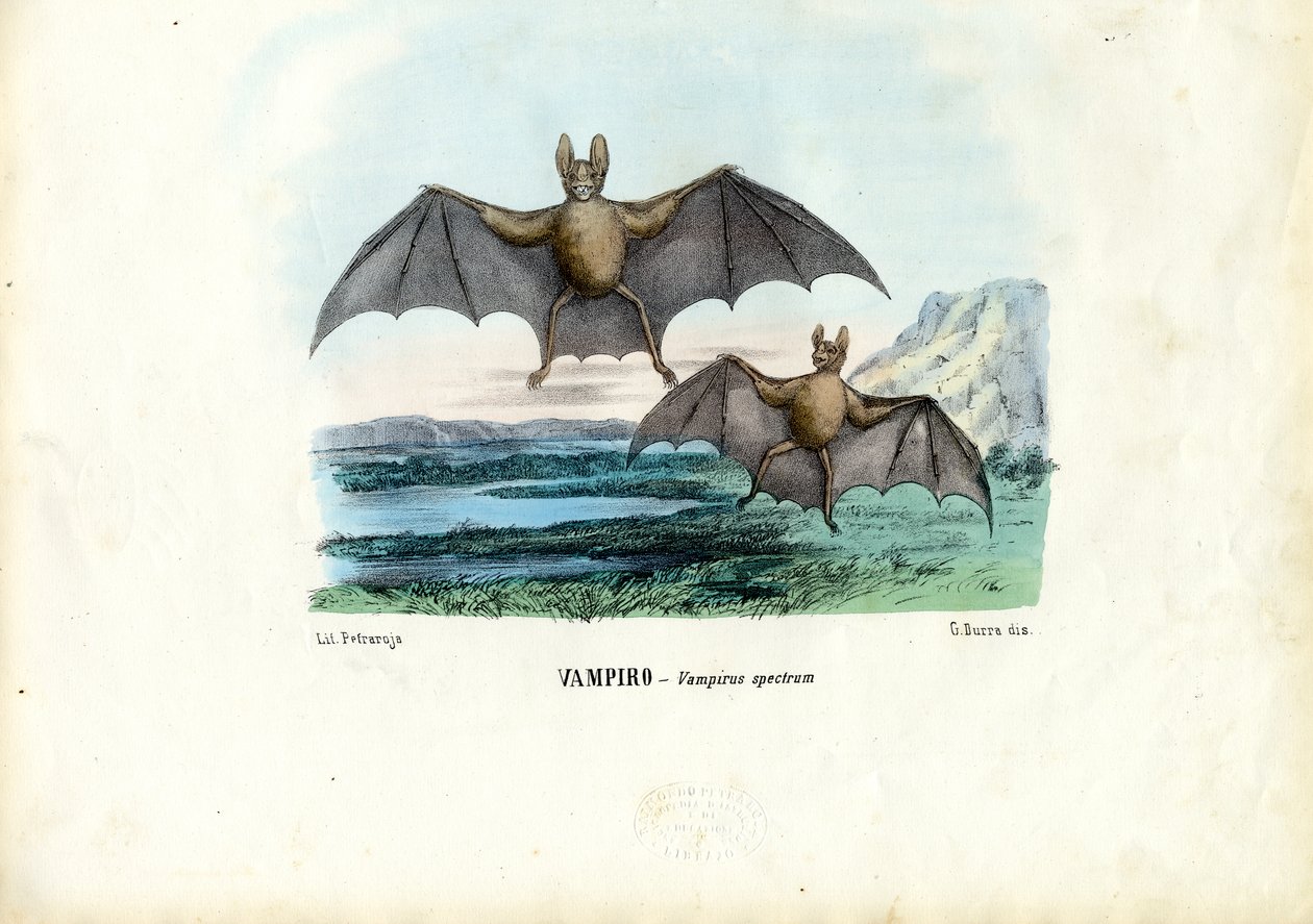 Vampirfledermaus, 1863-79 von Raimundo Petraroja