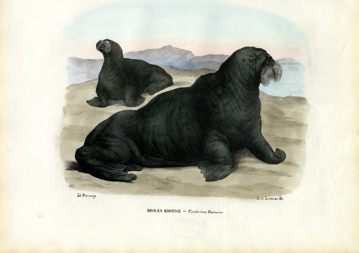 Walross, 1863-79 von Raimundo Petraroja