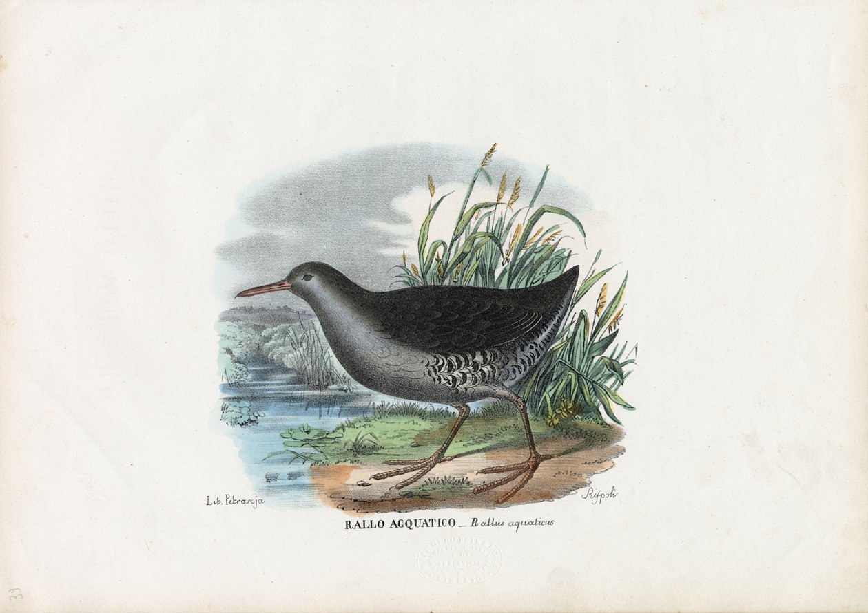 Wasserralle, 1863-79 von Raimundo Petraroja