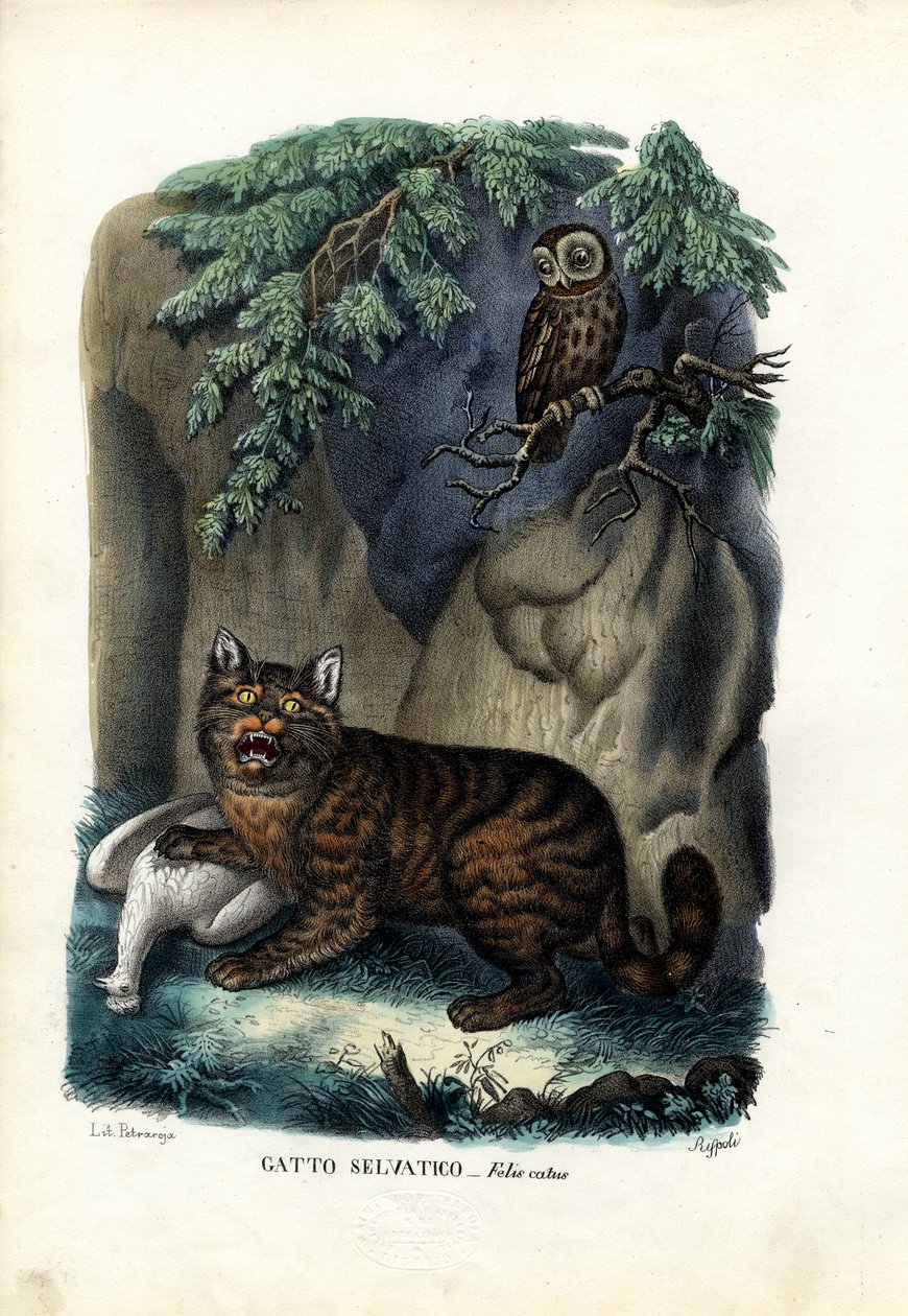 Wildkatze von Raimundo Petraroja