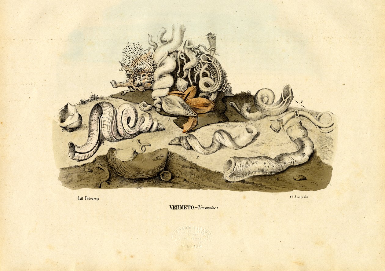 Wurmschnecken, 1863-79 von Raimundo Petraroja