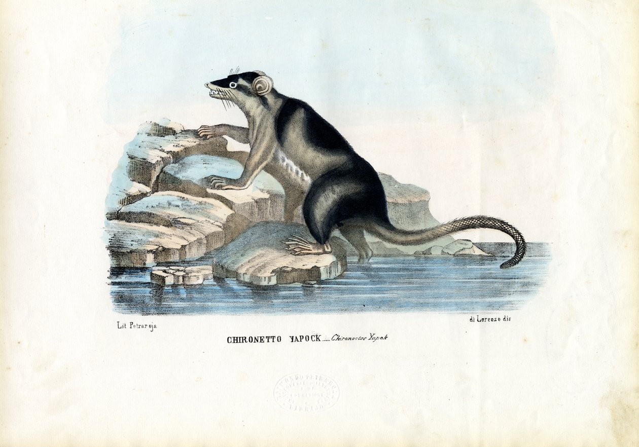 Yapok, 1863-79 von Raimundo Petraroja