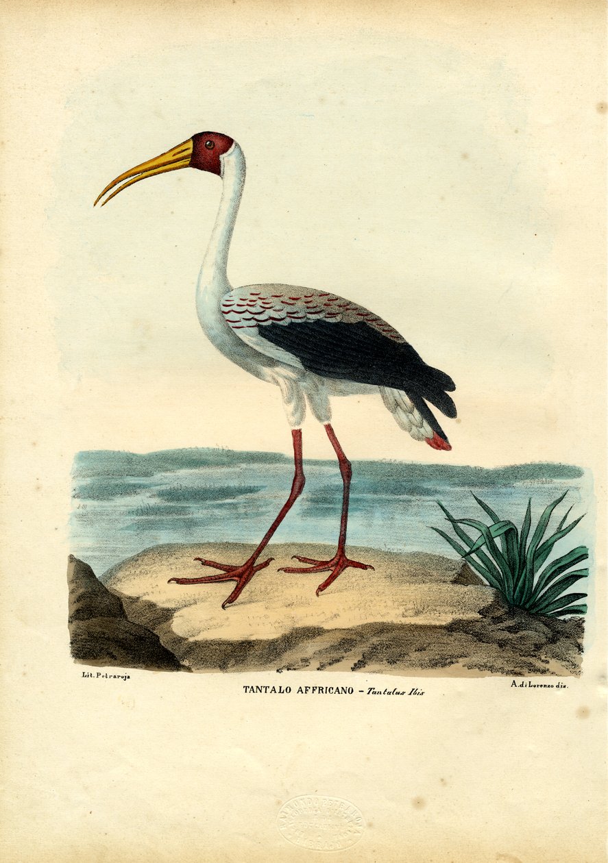 Gelbschnabelstorch, 1863-79 von Raimundo Petraroja