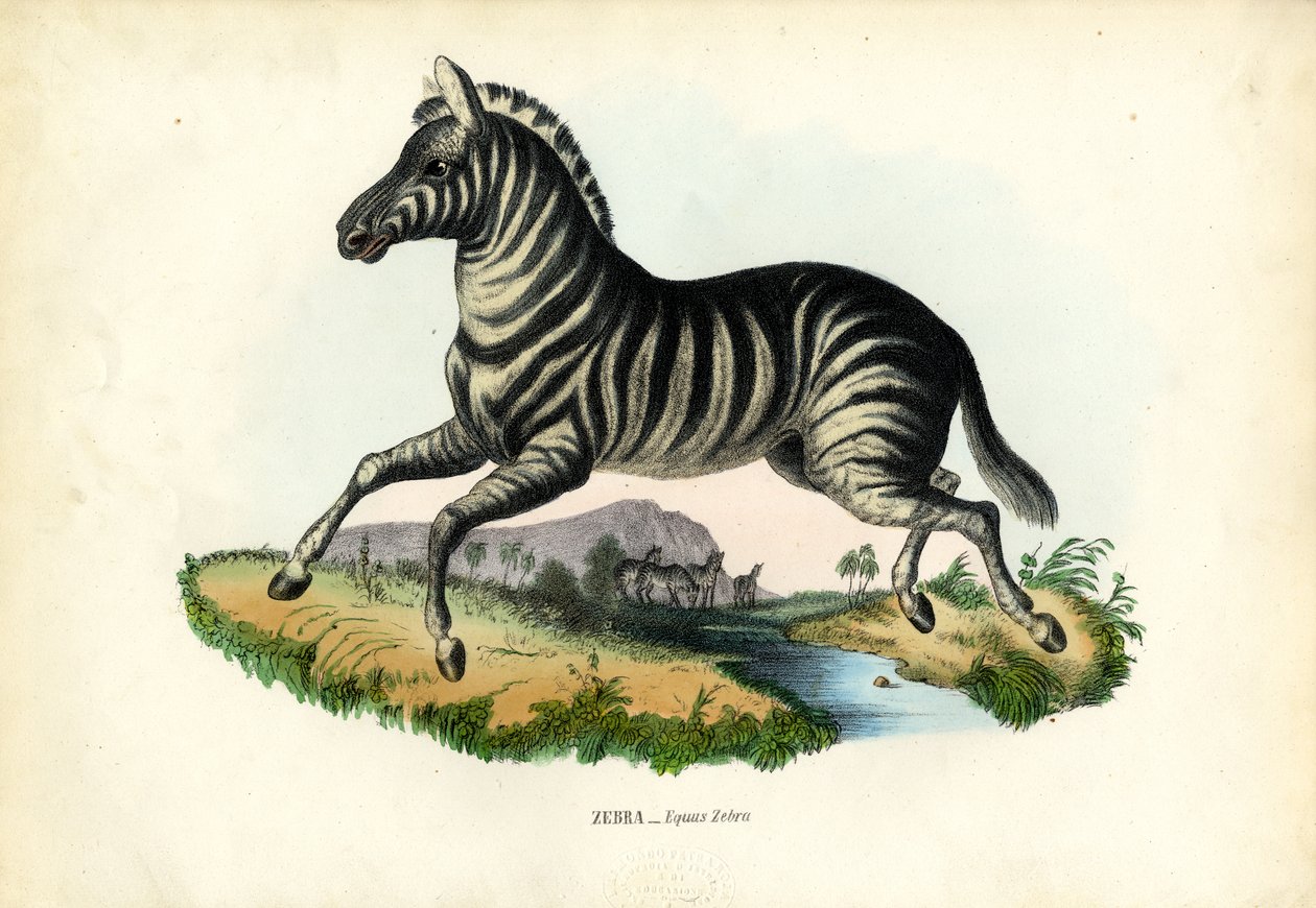 Zebra, 1863-79 von Raimundo Petraroja