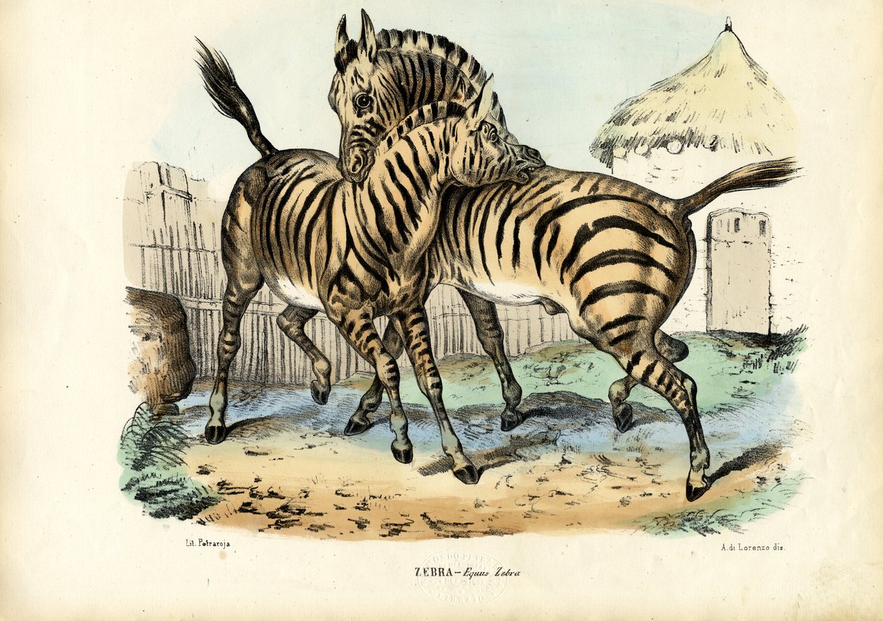 Zebra, 1863-79 von Raimundo Petraroja