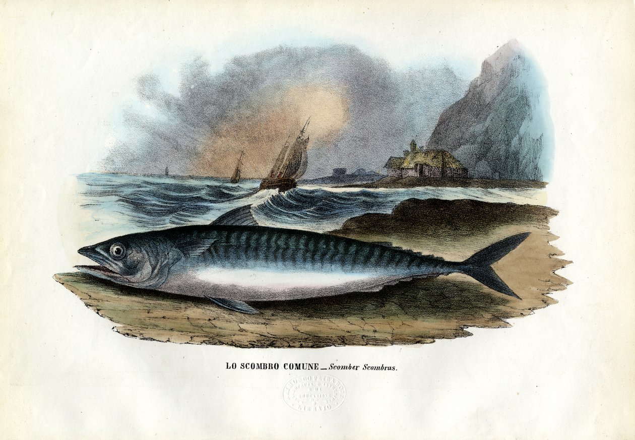 Atlantischer Makrele, 1863-79 von Raimundo Petraroja