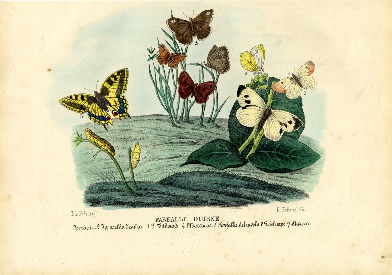 Schmetterlinge, 1863-79 von Raimundo Petraroja