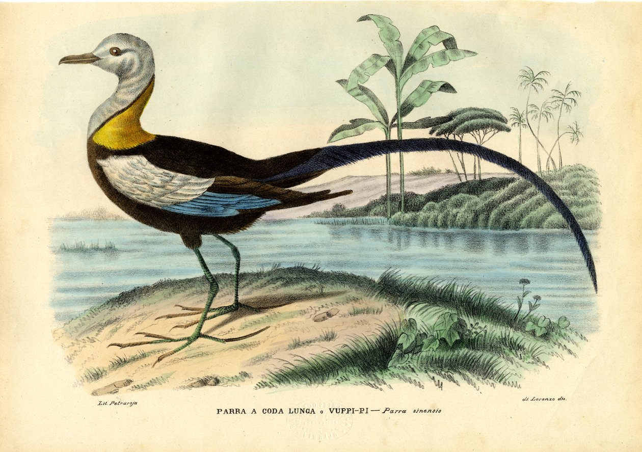 Chinesische Jacana, 1863-79 von Raimundo Petraroja