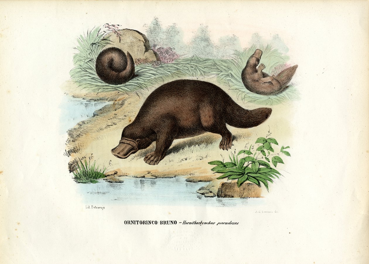 Schnabeltier, 1863-79 von Raimundo Petraroja