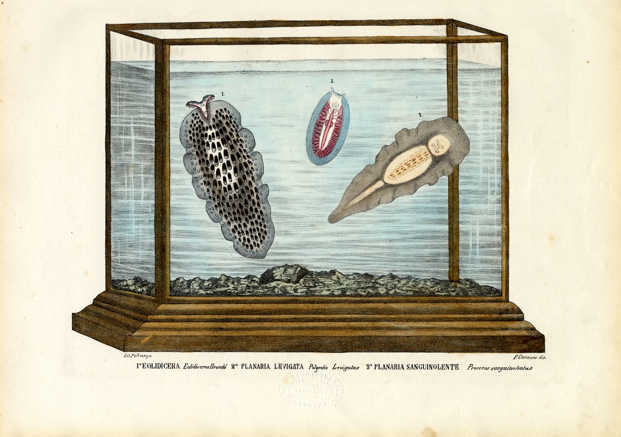 Plattwürmer von Raimundo Petraroja