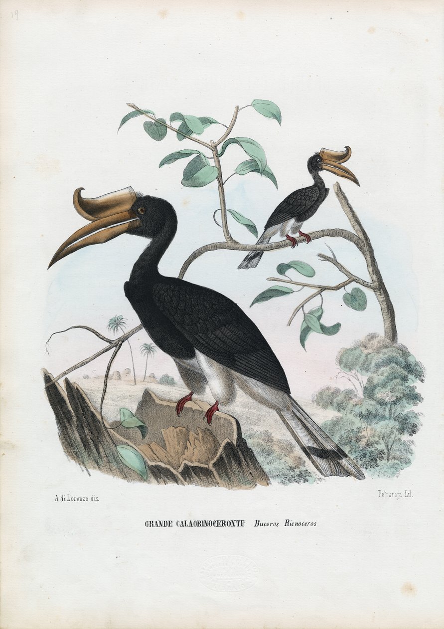 Großer Nashornvogel, 1863-79 von Raimundo Petraroja