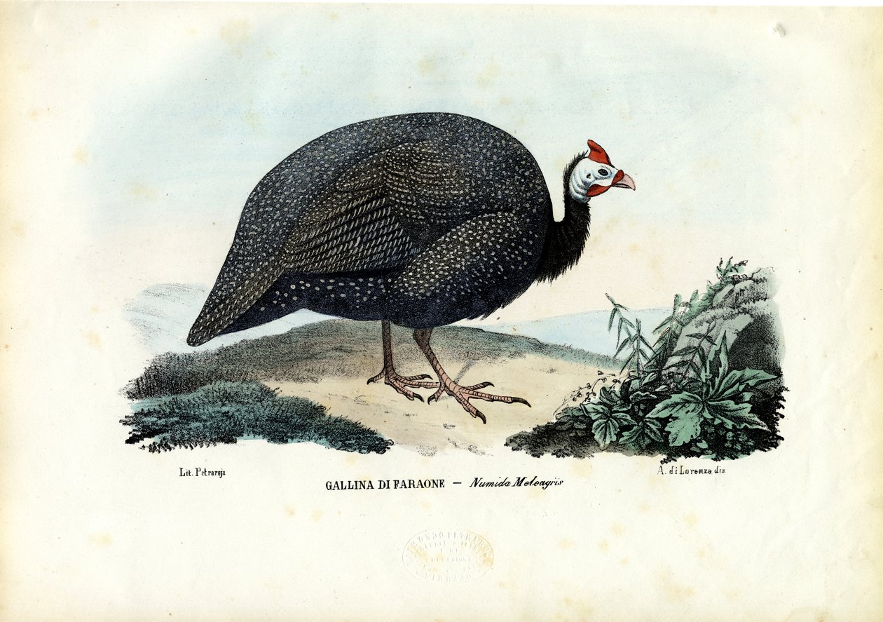 Helmperlhuhn, 1863-79 von Raimundo Petraroja