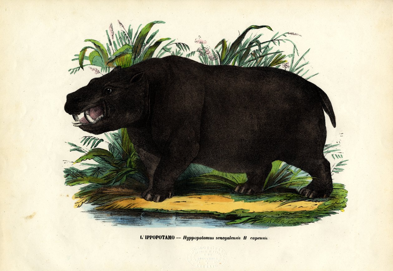 Nilpferd, 1863-79 von Raimundo Petraroja
