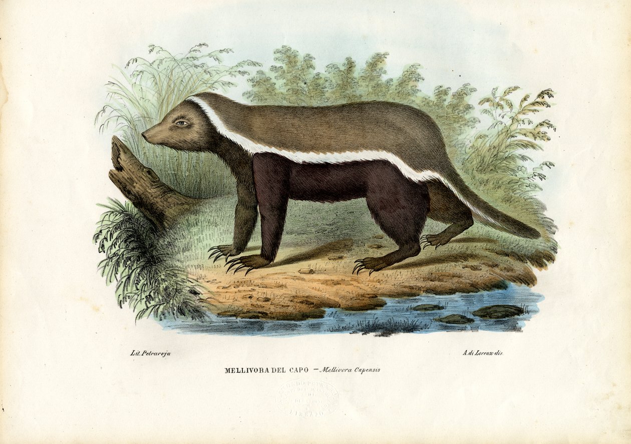 Honigdachs, 1863-79 von Raimundo Petraroja