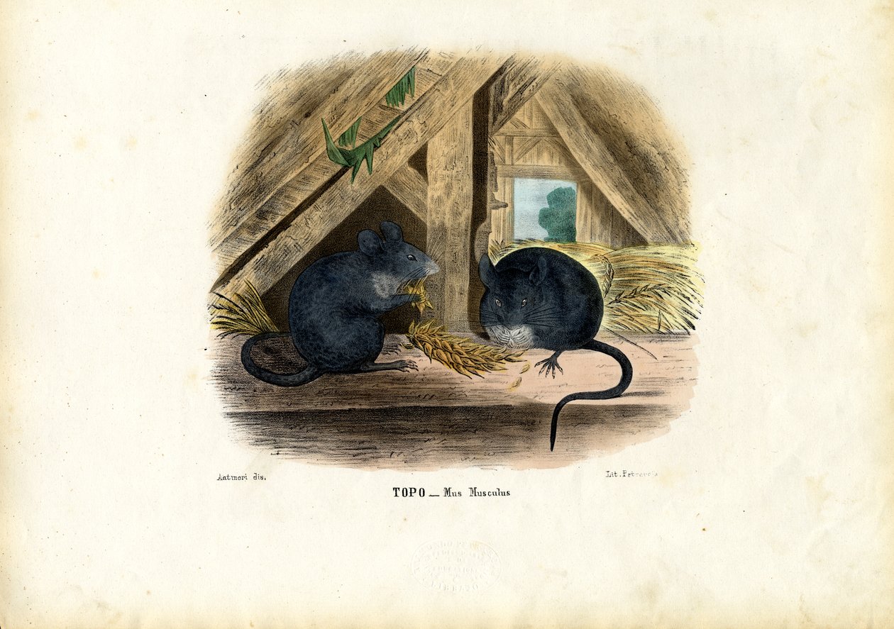 Hausmaus, 1863-79 von Raimundo Petraroja