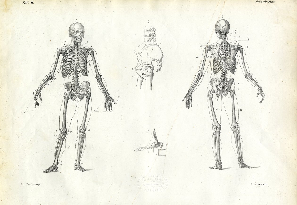 Menschliches Wesen, 1863-79 von Raimundo Petraroja