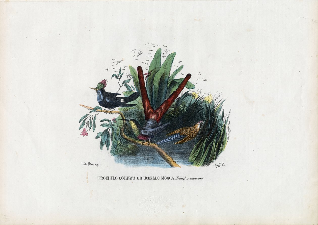 Kolibris, 1863-79 von Raimundo Petraroja