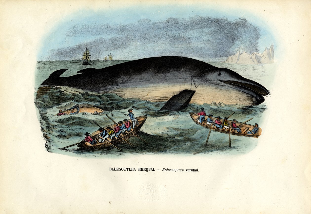 Buckelwal, 1863-79 von Raimundo Petraroja