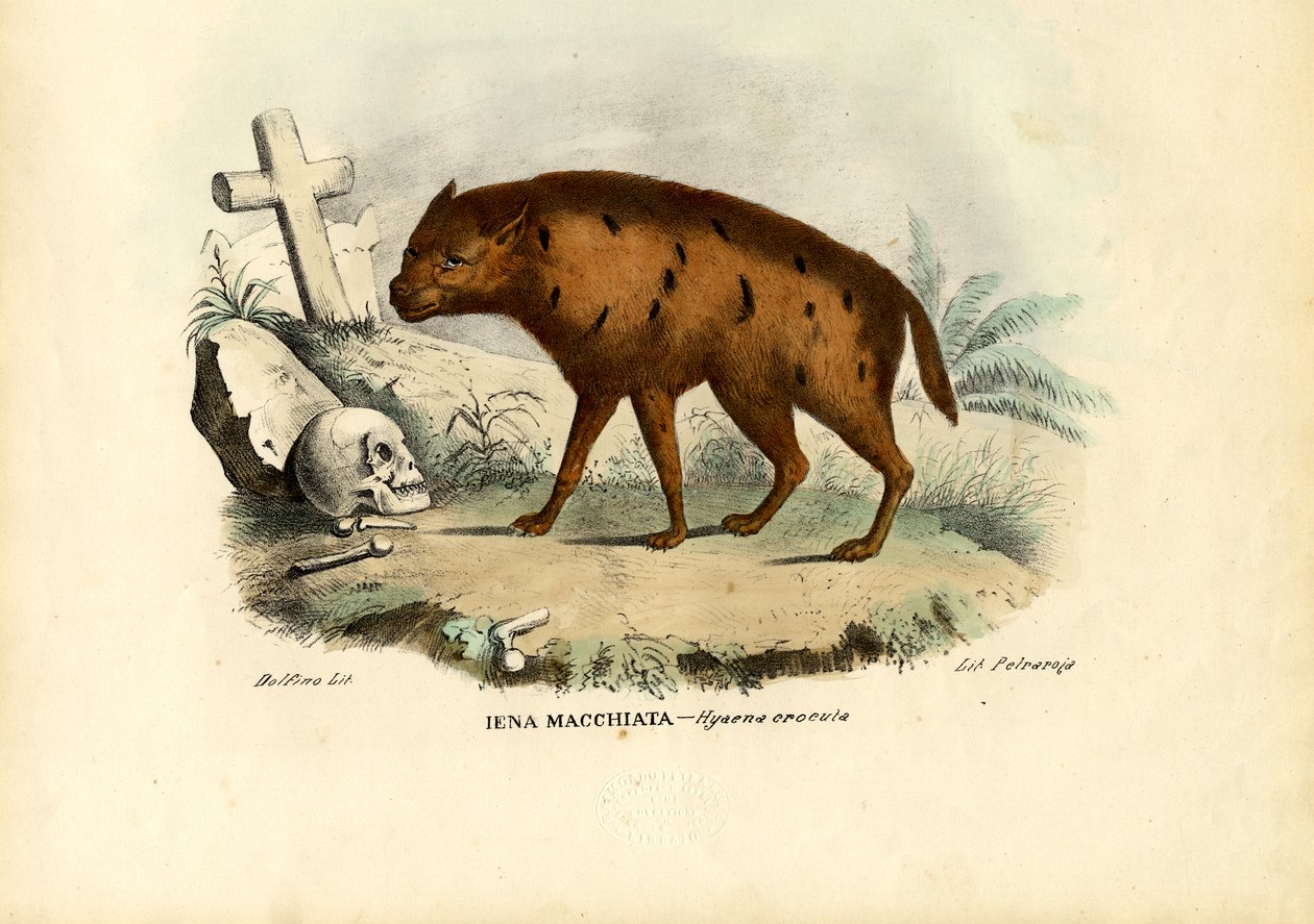 Lachende Hyäne, 1863-79 von Raimundo Petraroja