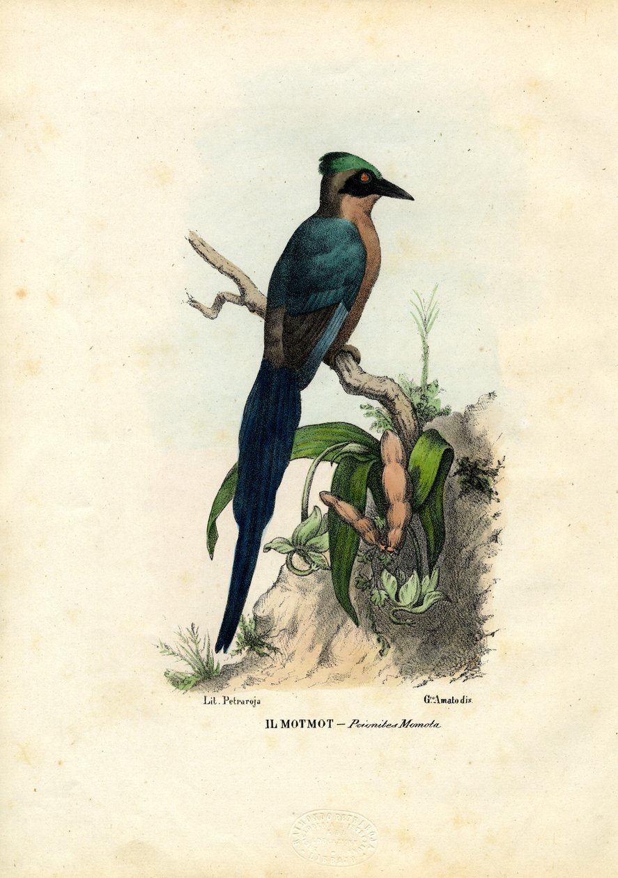 Motmot, 1863-79 von Raimundo Petraroja