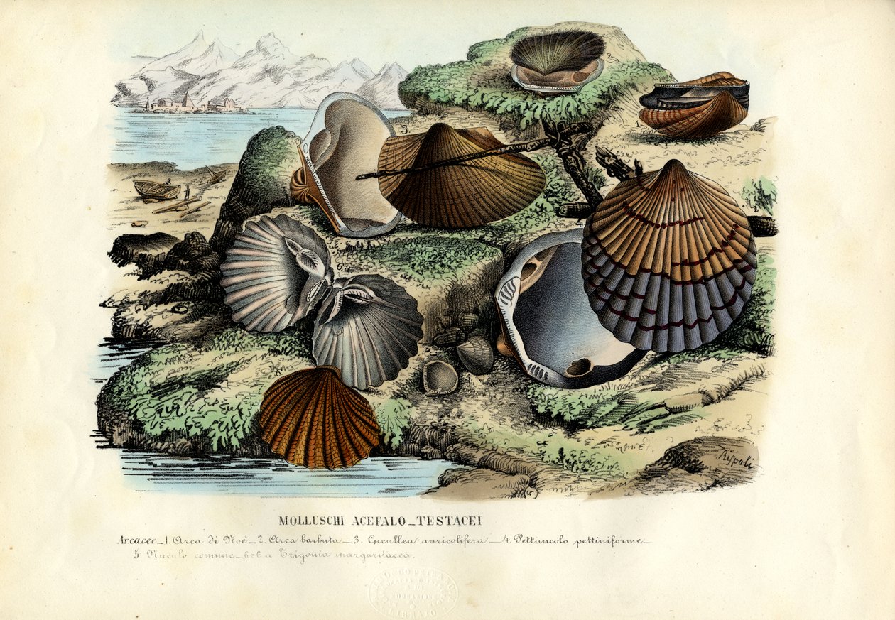 Muscheln, 1863-79 von Raimundo Petraroja