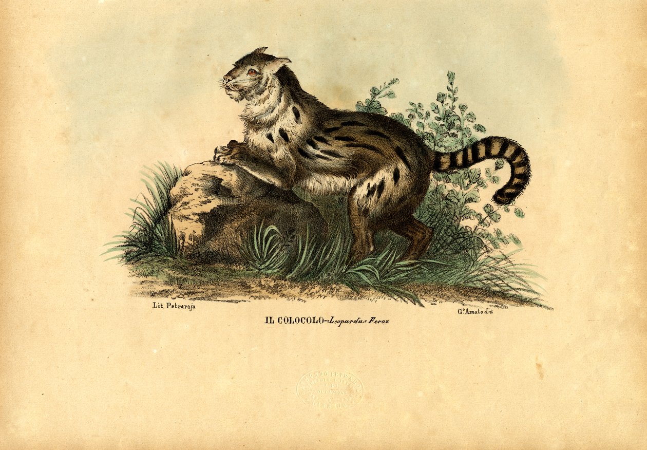 Pampaskatze, 1863-79 von Raimundo Petraroja