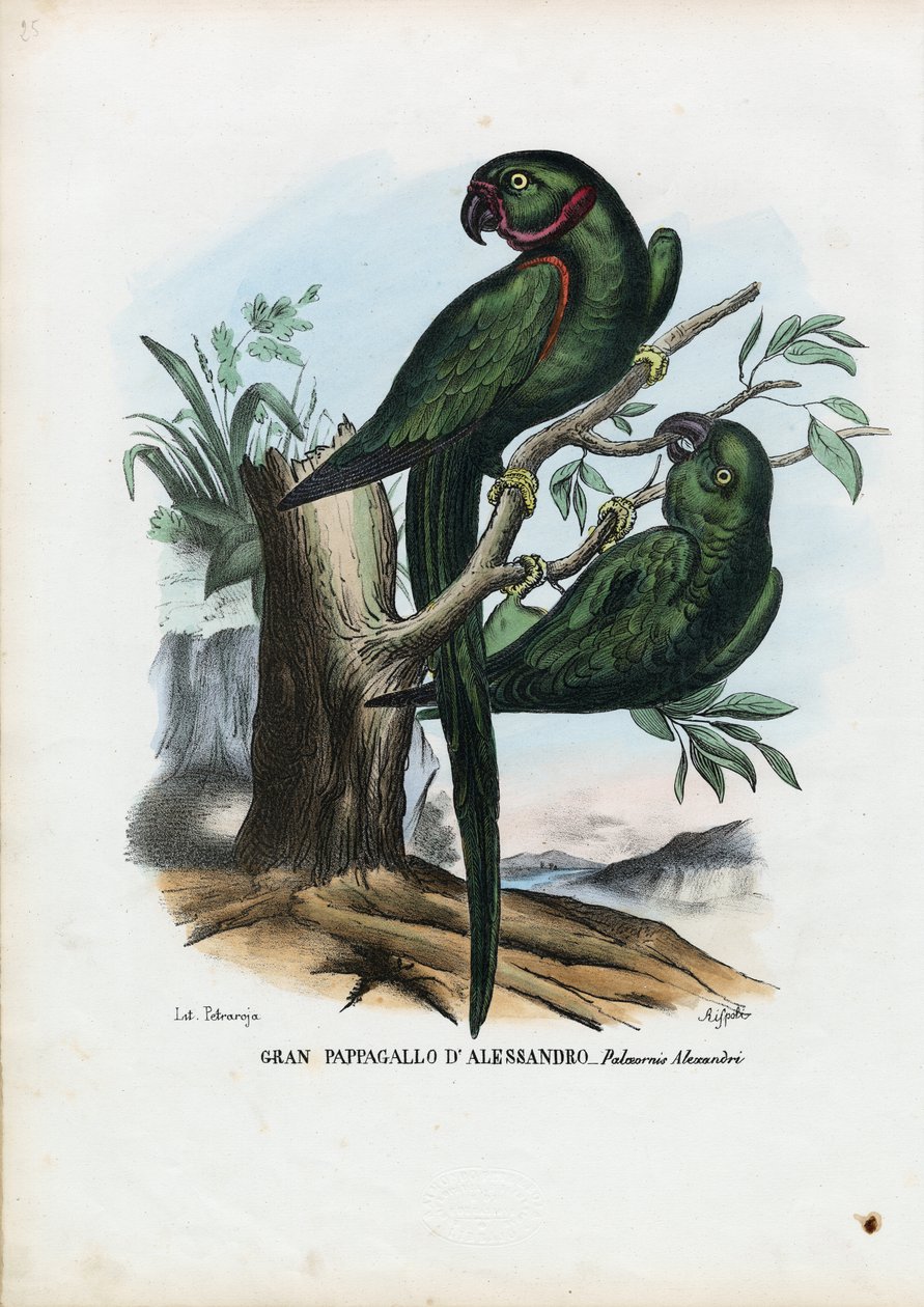Halsbandsittich, 1863-79 von Raimundo Petraroja